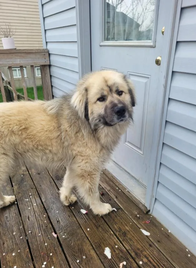 Miko Pyr thumbnail 6