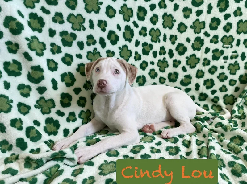 Cindy Lou thumbnail 2