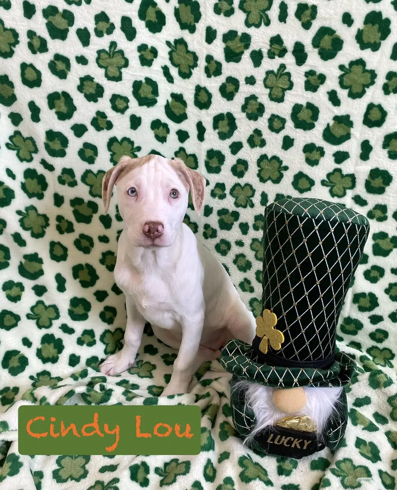 Cindy Lou thumbnail 3