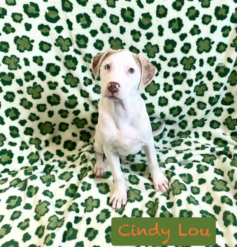 Cindy Lou thumbnail 4