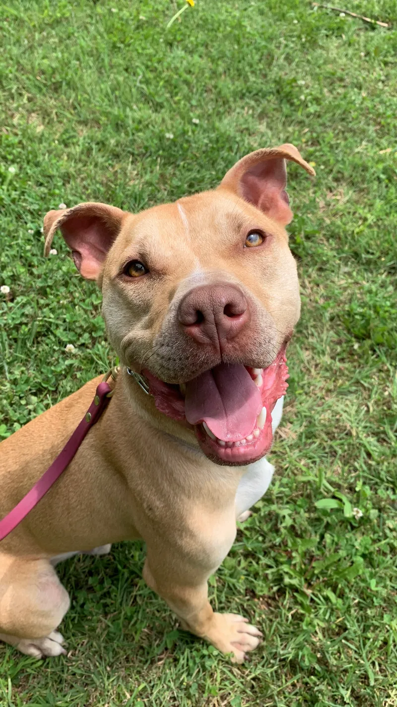 A young medium-sized male Apricot / Beige Pit Bull Terrier dog named Linus for adoption in O Fallon, IL