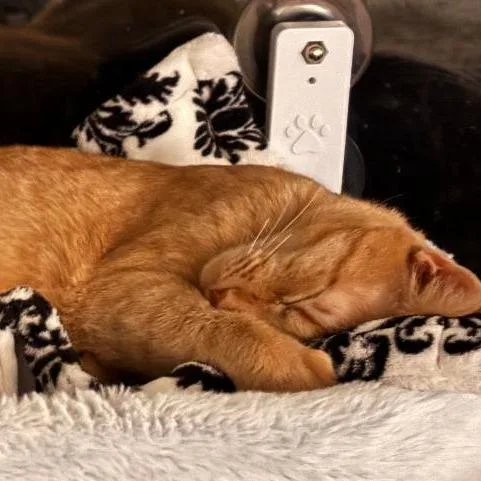 Chevy Chase thumbnail 2