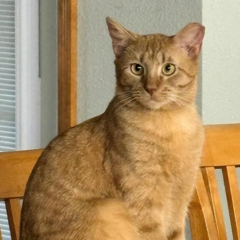 Chevy Chase thumbnail 3