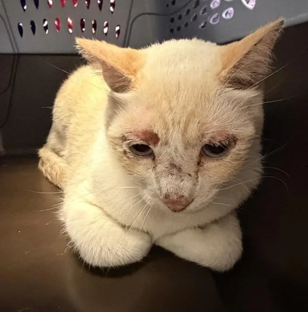 A senior medium-sized male Domestic Short Hair cat named Manny for adoption in San Diego, CA