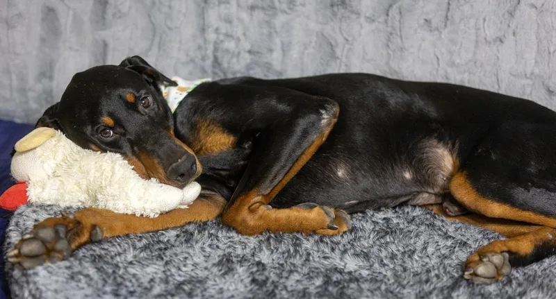 An adult large-sized male Black Doberman Pinscher dog named Jonathan Drew for adoption in Pearland, TX