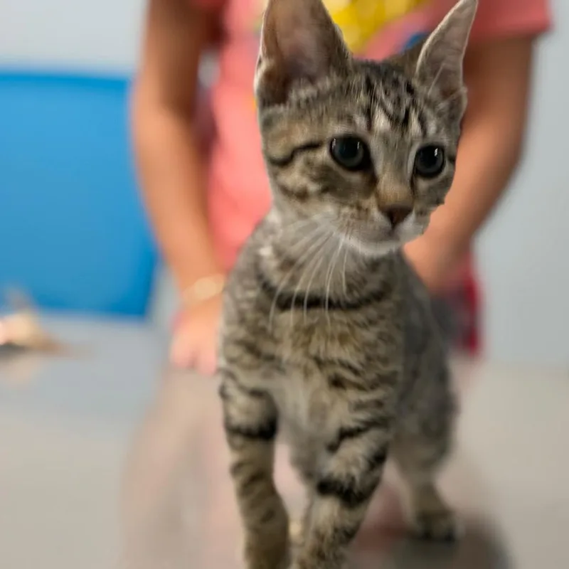 A baby small-sized female Brown / Chocolate Domestic Short Hair cat named Goosey Loosey for adoption in Shelbyville, IN