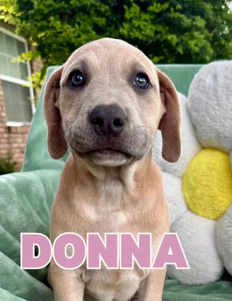 A baby large-sized female Pit Bull Terrier dog named Donna for adoption in Shalimar, FL