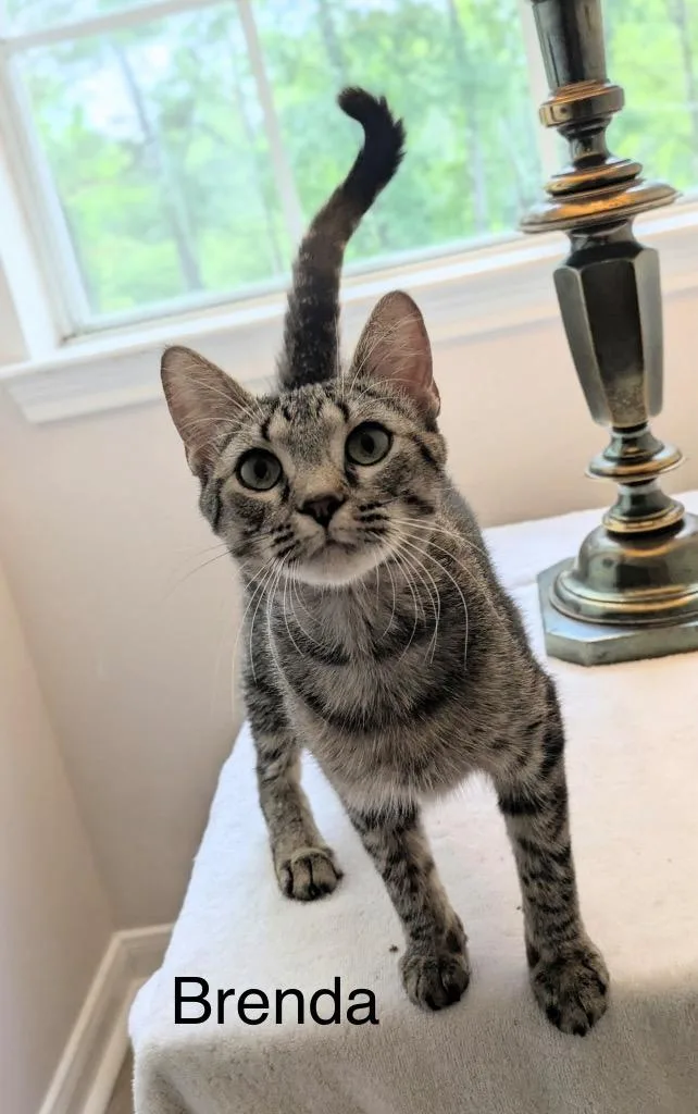 A young medium-sized female Domestic Short Hair cat named Brenda for adoption in Spring, TX