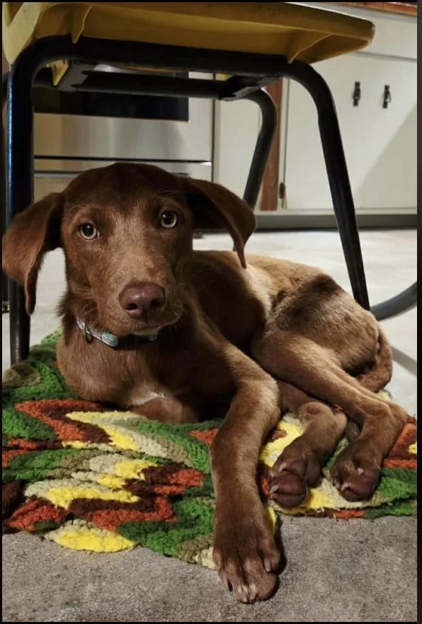 A baby medium-sized female Labrador Retriever dog named Lillith for adoption in Monticello, MN