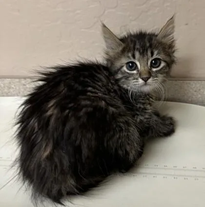A young small-sized female Domestic Medium Hair cat named Sarah for adoption in Phoenix, AZ