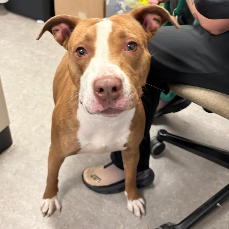An adult medium-sized female Brown / Chocolate Mixed Breed dog named Zora for adoption in Philadelphia, PA
