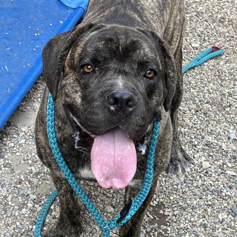 An adult extra large-sized male Brindle Mastiff dog named Duke for adoption in Oak Park, MI