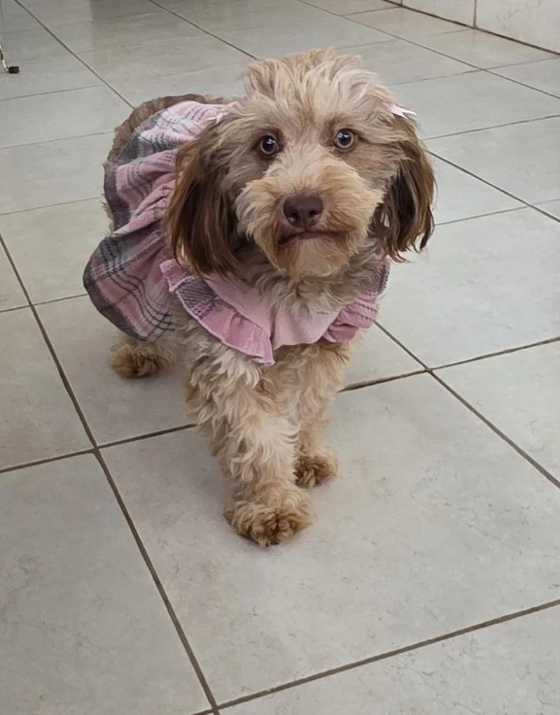 A young small-sized female Maltipoo dog named Sonnia for adoption in Fallbrook, CA