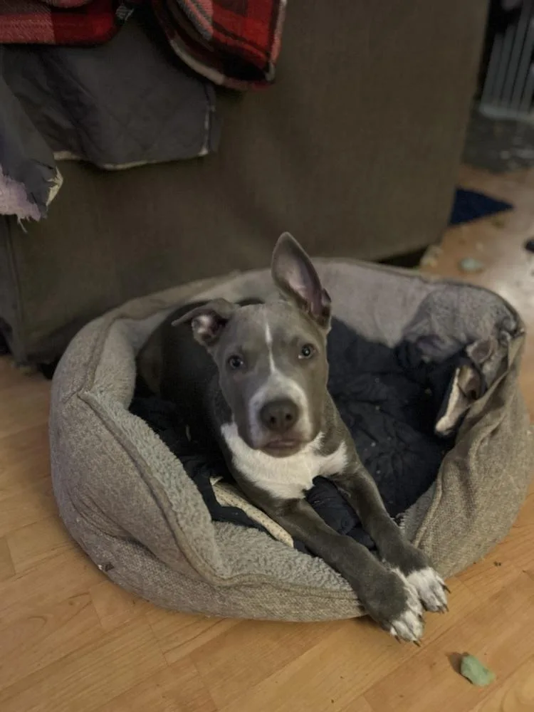 A baby medium-sized male Gray / Blue / Silver Pit Bull Terrier dog named Hitch for adoption in Colorado Springs, CO
