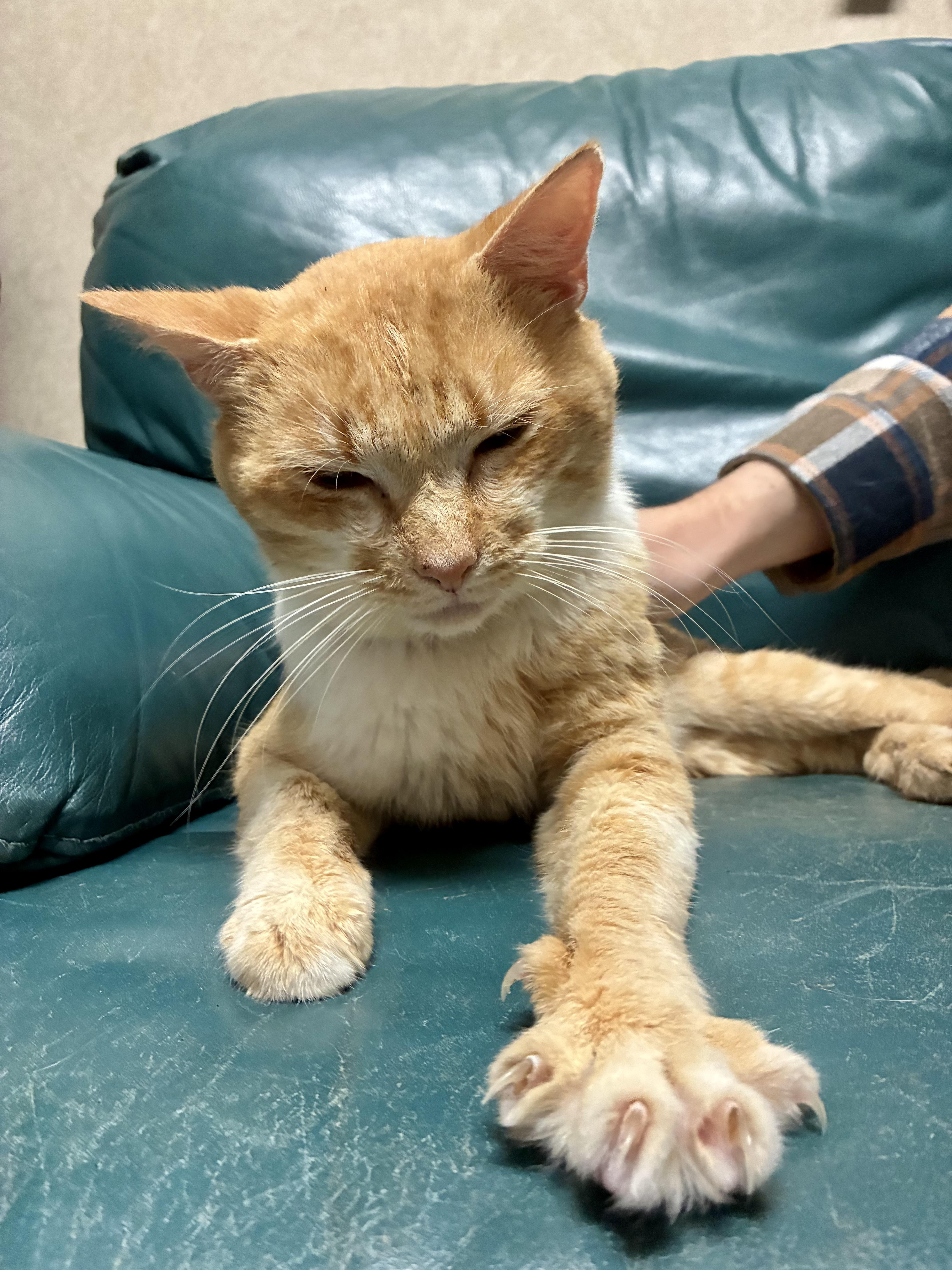 An adult medium-sized male Orange & White Domestic Short Hair cat named Oliver for adoption in Cincinnati, OH
