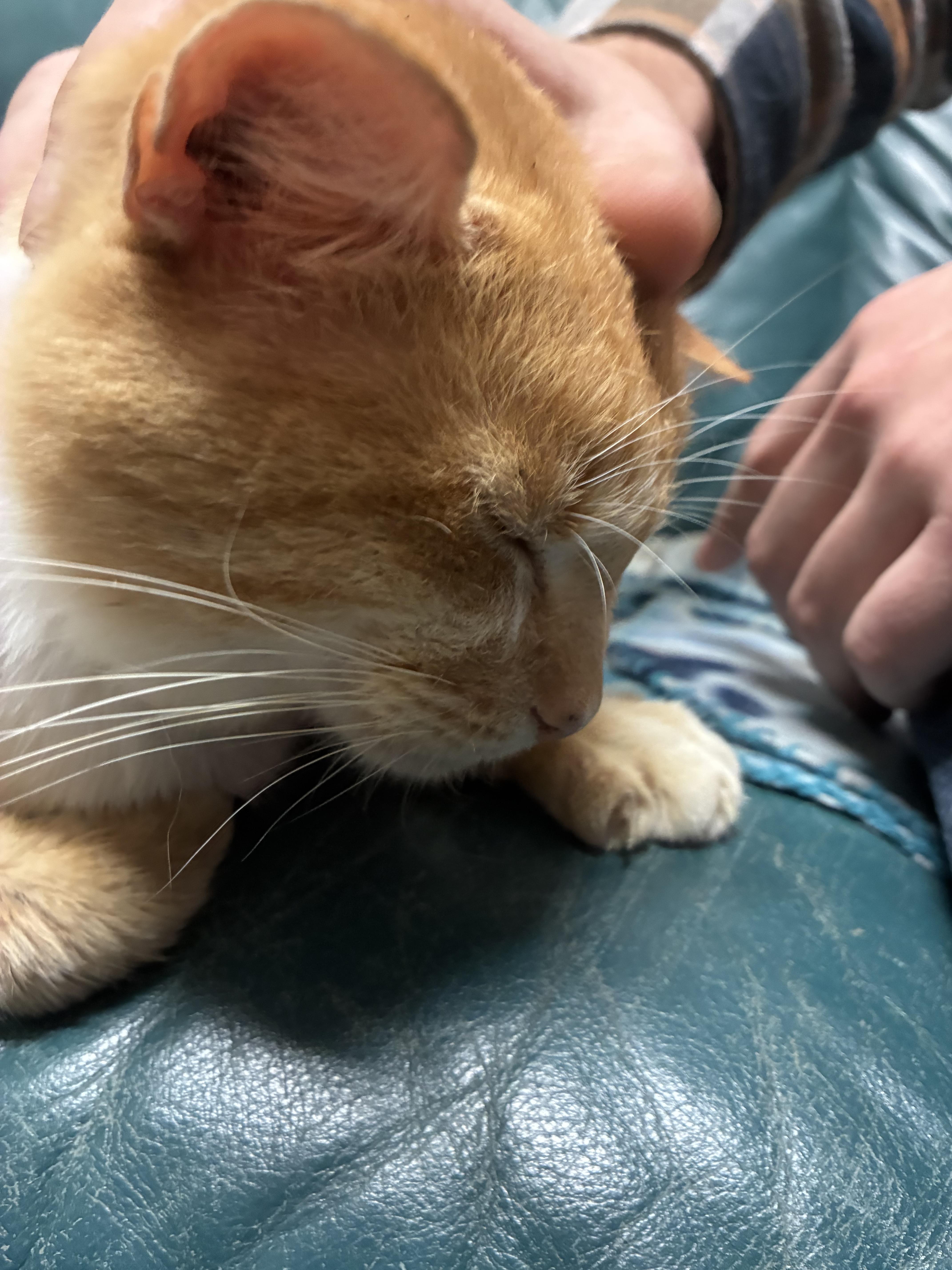 Oliver thumbnail 3
