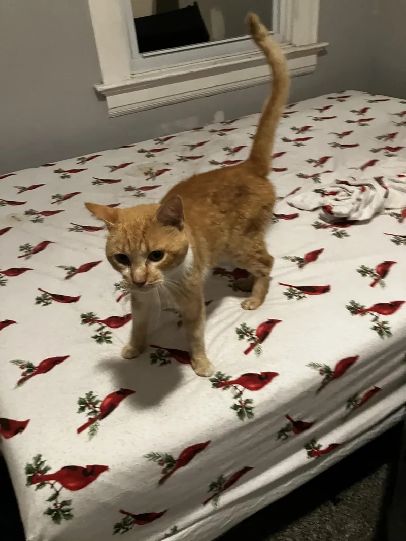 Oliver thumbnail 5