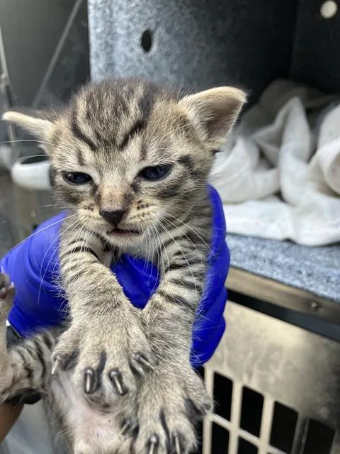 A baby medium-sized male American Shorthair cat named Tess for adoption in Dallas, TX