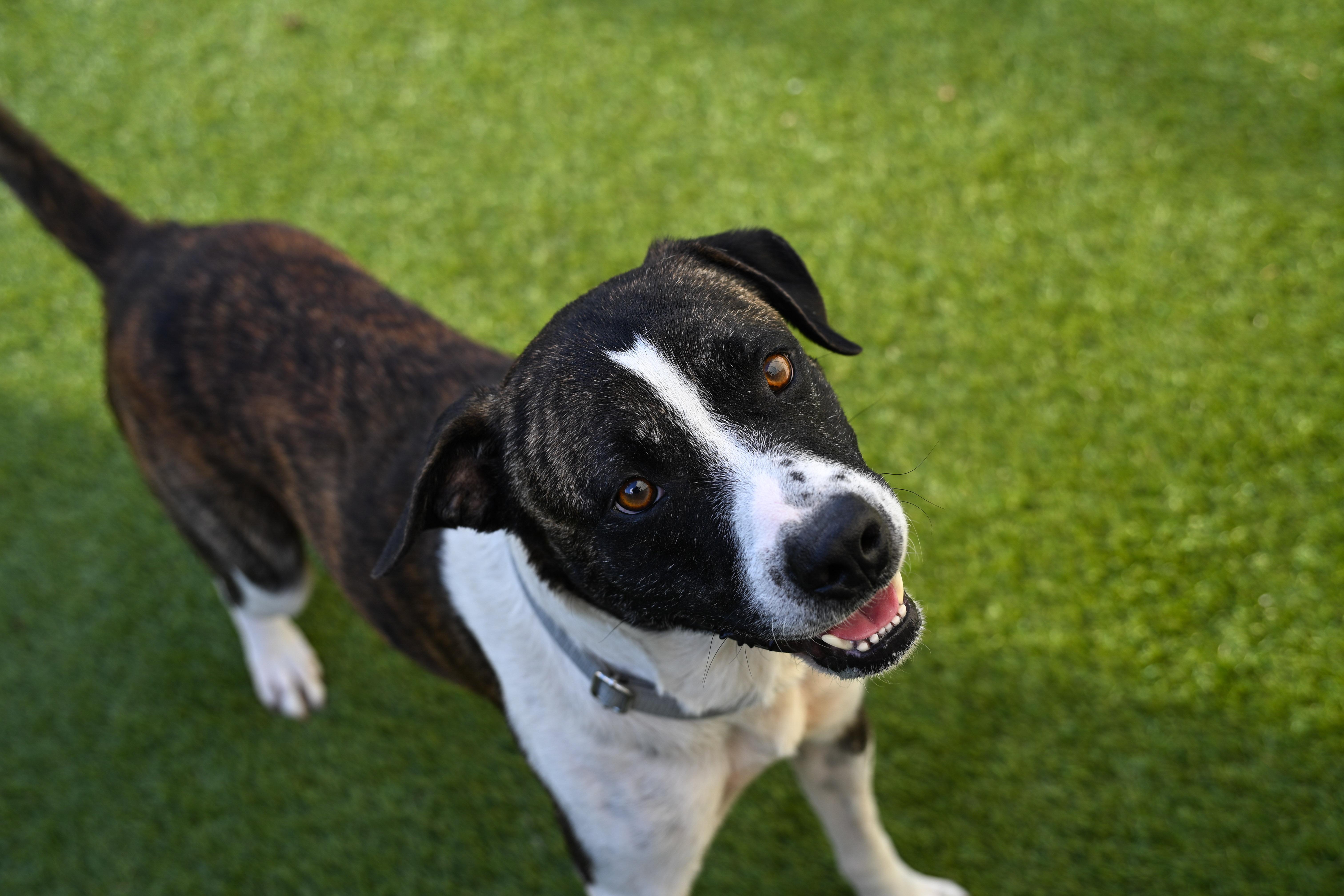 An adult medium-sized male Brindle American Staffordshire Terrier dog named Odem for adoption in Houston, TX