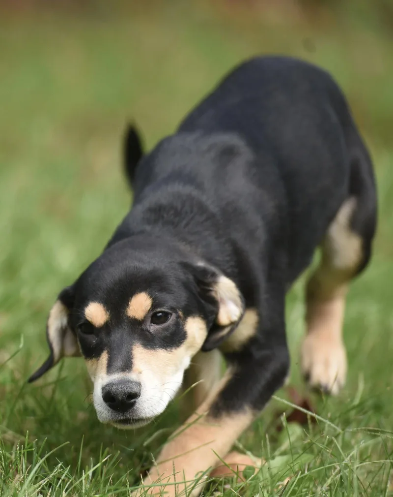 A baby medium-sized female Australian Shepherd dog named Tweeny for adoption in Mechanicsburg, PA