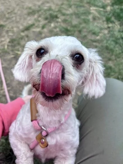 Margarita