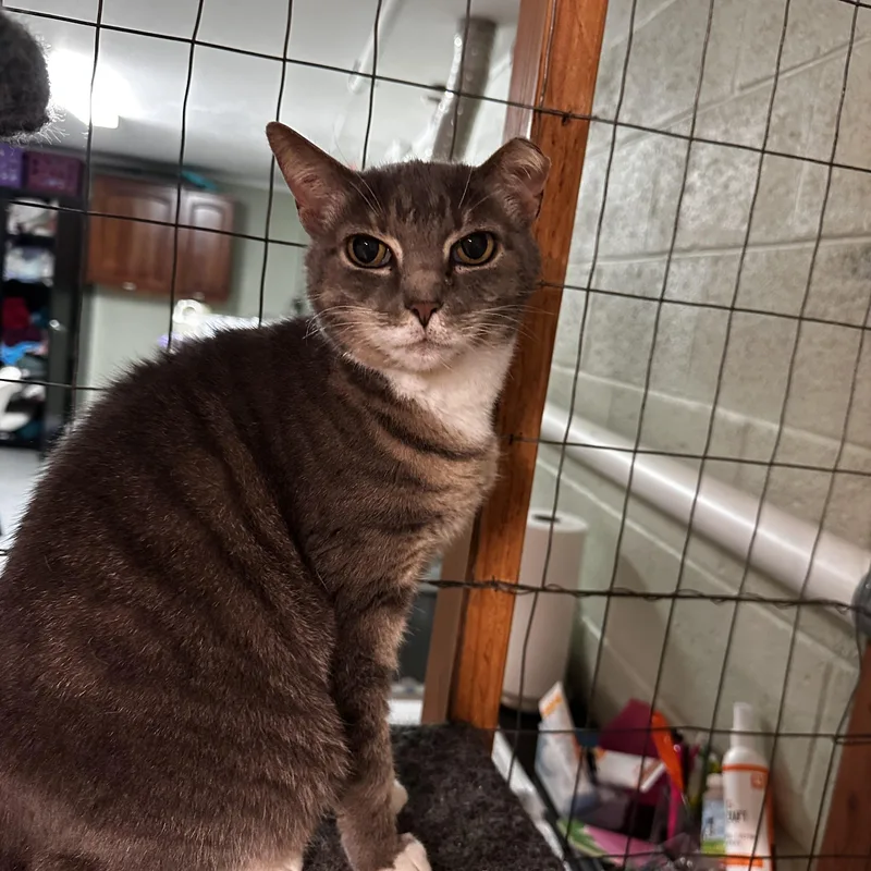 Peachie Pie thumbnail 2