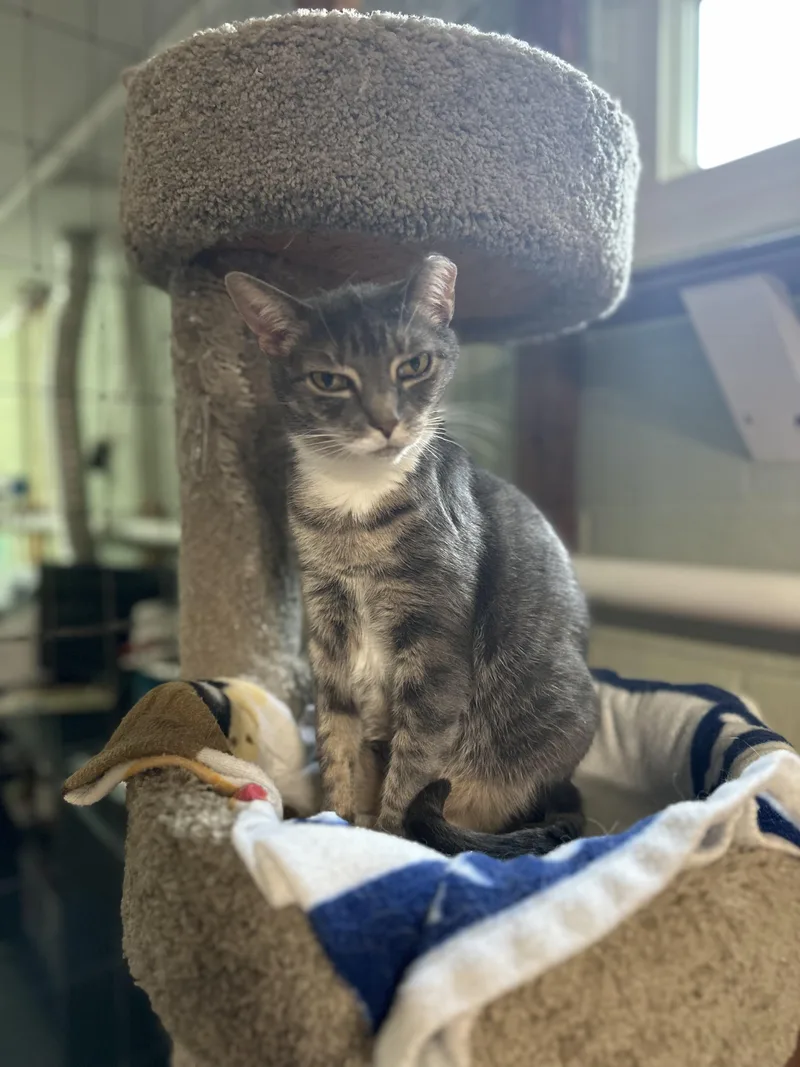 Peachie Pie thumbnail 3