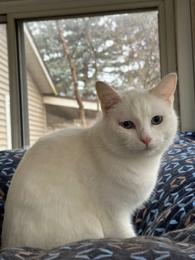 An adult medium-sized male White Domestic Short Hair cat named Xander for adoption in Hamilton, MI