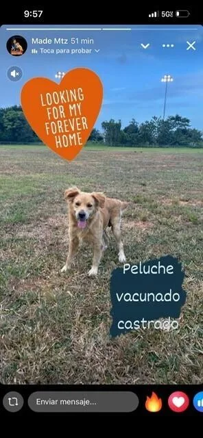 Peluche thumbnail 2