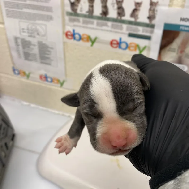 A baby small-sized female Gray / Blue / Silver Mixed Breed dog named Eliza for adoption in Pinson, TN