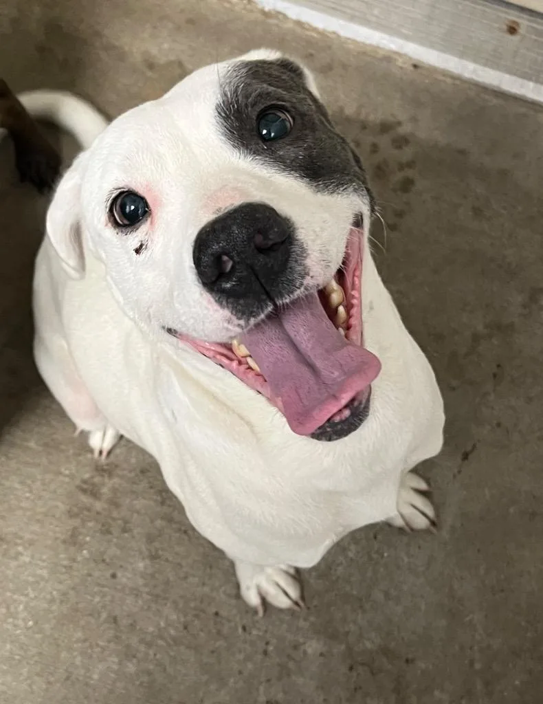 An adult medium-sized female Mixed Breed dog named Bubbles for adoption in Mount Gilead, NC