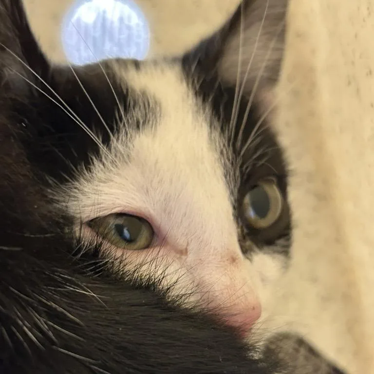 A baby small-sized male Black Domestic Short Hair cat named Leek for adoption in Salt Lake City, UT