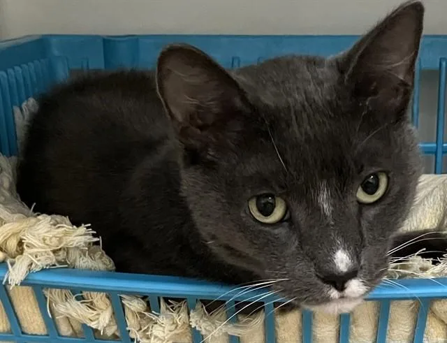 An adult medium-sized male Domestic Short Hair cat named Oscar for adoption in Boston, MA