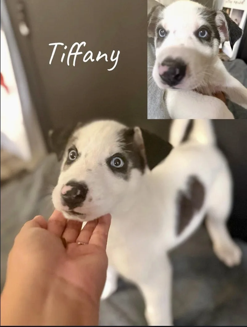 Tiffany thumbnail 3