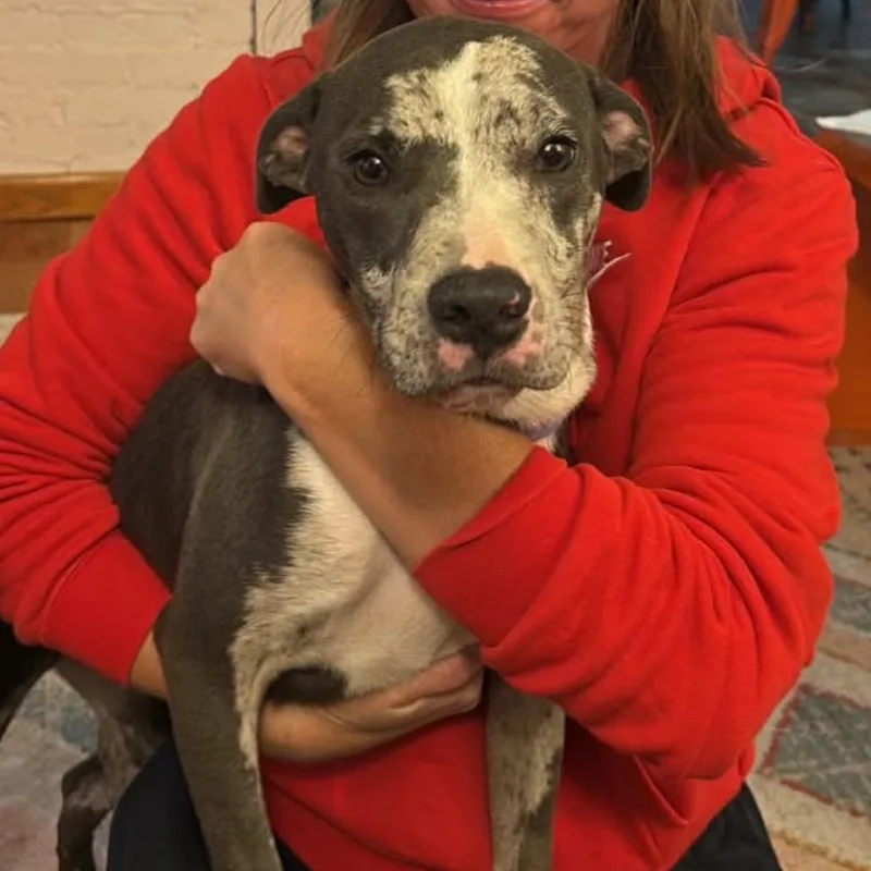 A young small-sized female Gray / Blue / Silver Pit Bull Terrier dog named Jovie for adoption in Shinnston, WV