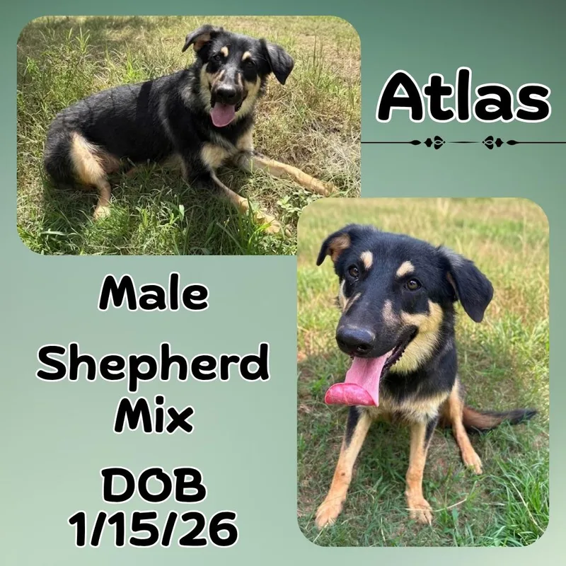 A baby medium-sized male Black German Shepherd Dog dog named Atlas for adoption in Caldwell, TX