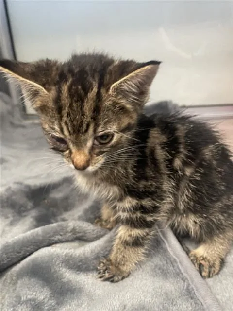 A baby small-sized female Domestic Short Hair cat named Estrella for adoption in Tracy, CA