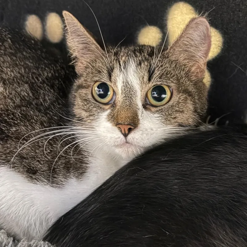 An adult medium-sized female Brown / Chocolate Domestic Short Hair cat named Cathy for adoption in Birdsboro, PA