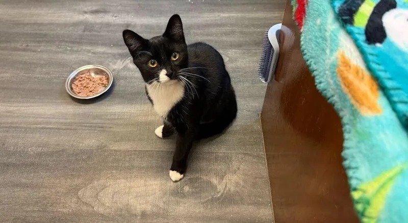 A baby medium-sized female Black & White / Tuxedo Domestic Short Hair cat named Mabel for adoption in Hudson, NH