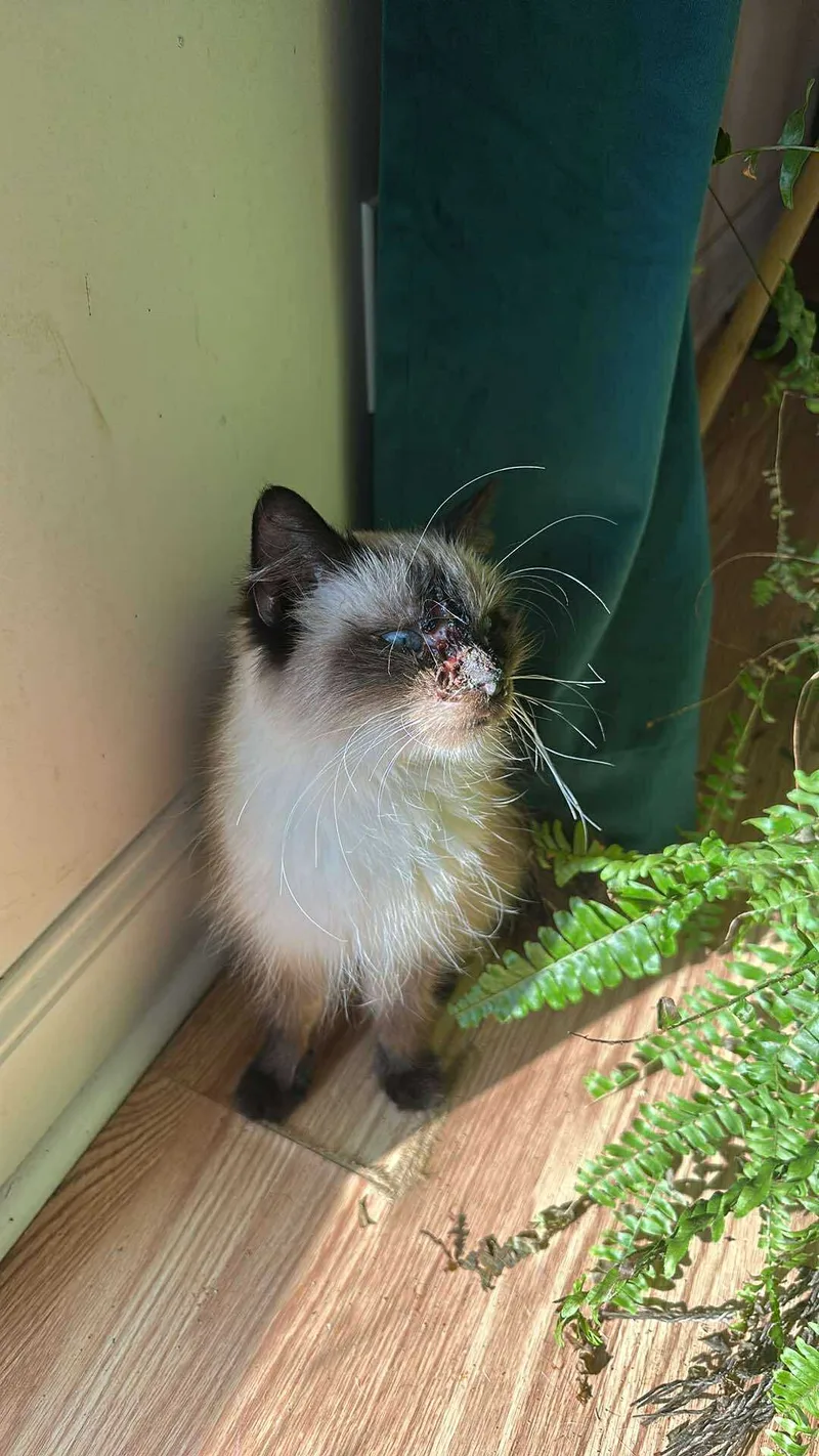 Lala thumbnail 7