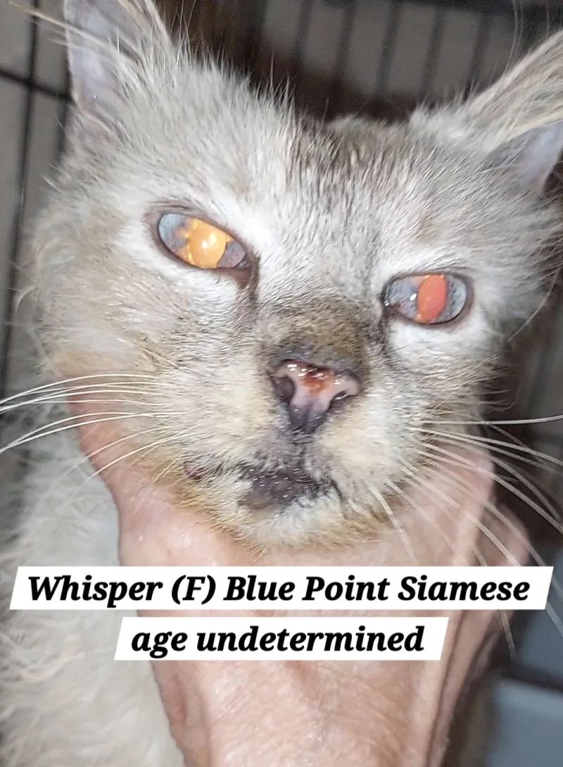 Whisper thumbnail 4