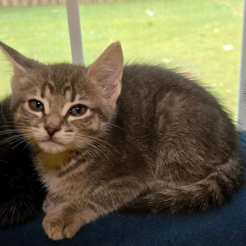 A baby small-sized female Gray / Blue / Silver Domestic Short Hair cat named Phalanges for adoption in Brownsboro, AL