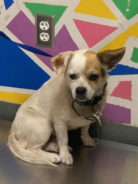 An adult small-sized male Chihuahua dog named Paco for adoption in Baytown, TX