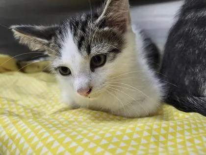 A young medium-sized male Domestic Short Hair cat named Rust for adoption in Columbus, IN