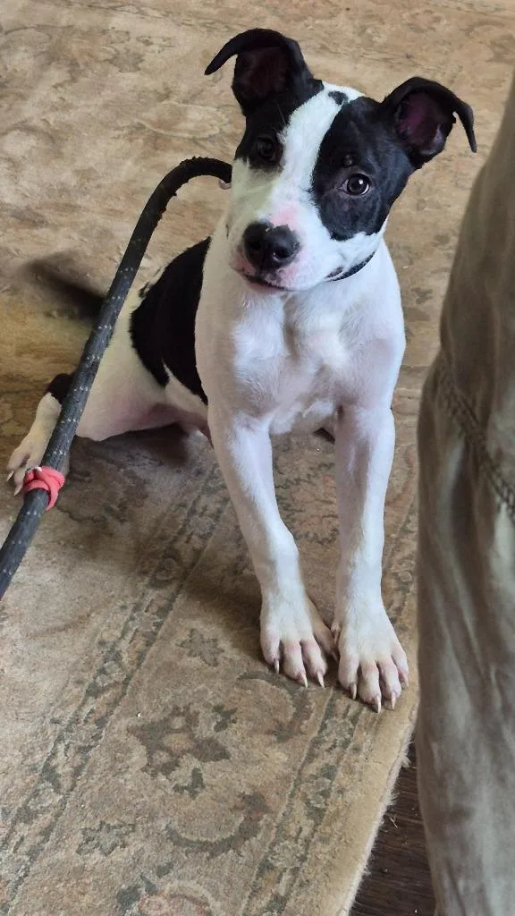 A baby small-sized male Pit Bull Terrier dog named Lix Linda for adoption in Hopkinsville, KY