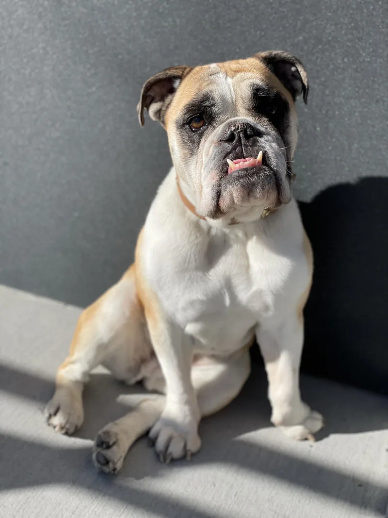 Ella