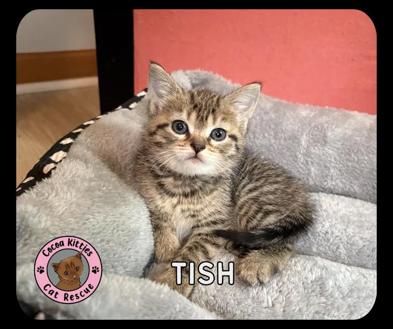 A baby small-sized female Domestic Short Hair cat named Tish for adoption in Hershey, PA