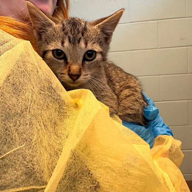A baby small-sized male Gray / Blue / Silver Domestic Short Hair cat named Osha for adoption in Fredericksburg, VA