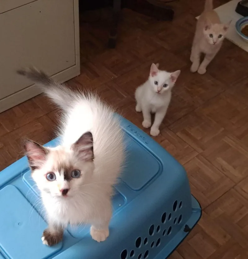 A baby small-sized female Siamese cat named Ashton for adoption in Phoenix, AZ