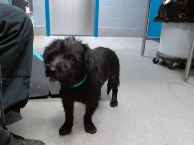 A young small-sized male Scottish Terrier dog named Max for adoption in Albuquerque, NM